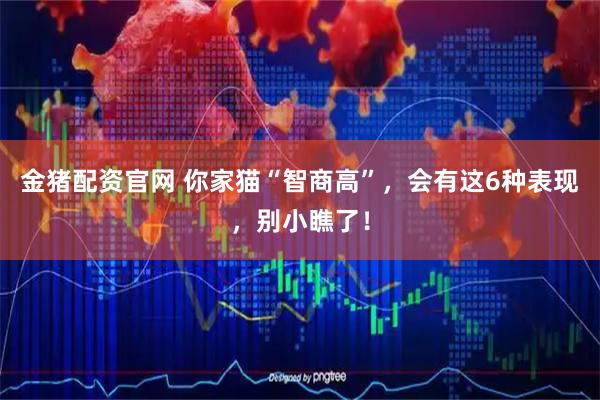 金猪配资官网 你家猫“智商高”，会有这6种表现，别小瞧了！
